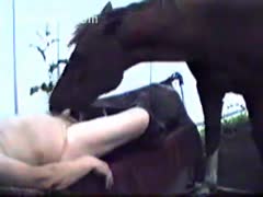 Horse licking a bulky aged dilettante chaps little pecker 